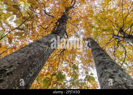 Forêt de hêtres à Mt. Parc national de Kurikoma, avec feuilles d'automne, village de Higashinaruse, Akita, Tohoku, Japon, Asie de l'est, Asie Banque D'Images