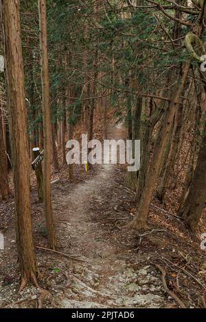 Sentier de montagne dans la forêt de cèdre du Mt. Ohgiriyama (Ohgiri-yama, Mt. Ohgiri), les montagnes d'Okumushi, Chichibu ville, Saitama, Japon, Asie de l'est, Asie Banque D'Images