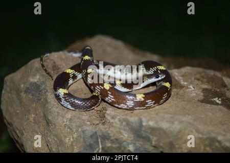 Serpent de loup barré (Lycodon striatus) provenant de ghats du sud-ouest, Satara maharashtra inde (2) Banque D'Images