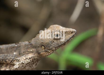 Lézard à gorge éventail (Sitana ponticeriana), Satara maharashtra inde Banque D'Images