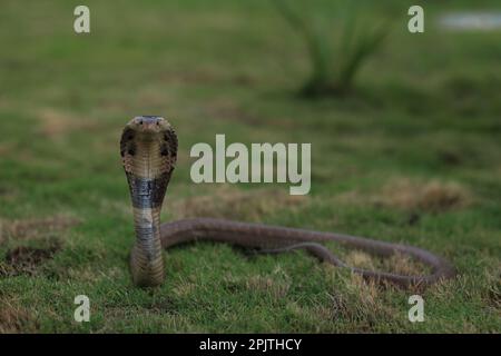 Le cobra monocoque (Naja kaouthia), également appelé cobra monocellate, ou cobra piteuse indienne, est une espèce de cobra venimeuse répandue dans le Sud et le Sud Banque D'Images