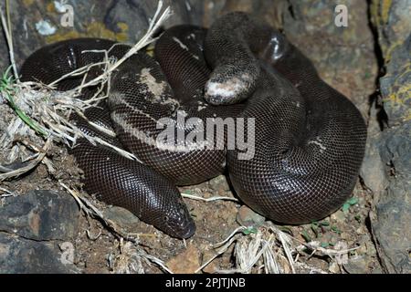 Red Sand Boa (Eryx johnii), Satara maharashtra inde (1) Banque D'Images