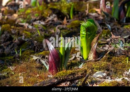 Plante indigène de l'est de l'Amérique du Nord (Symplocarpus foetidus). Utilisé comme plante médicinale et talisman magique par diverses tribus Banque D'Images