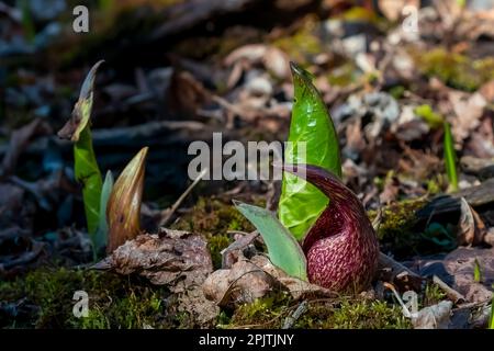 Plante indigène de l'est de l'Amérique du Nord (Symplocarpus foetidus). Utilisé comme plante médicinale et talisman magique par diverses tribus Banque D'Images