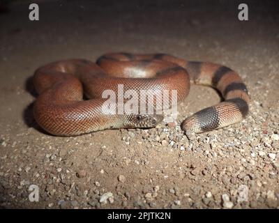 Red Sand Boa (Eryx johnii), Satara maharashtra inde (1) Banque D'Images