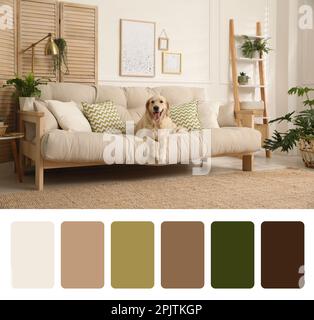 Palette de couleurs et photo d'un adorable chien sur le canapé dans le salon. Collage Banque D'Images