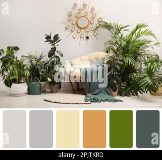 Palette de couleurs et photo de l'intérieur du salon avec chaise confortable en papapasan et plantes de maison. Collage Banque D'Images