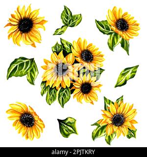 Ensemble de fleurs de tournesol avec feuilles. Illustration botanique florale JPEG. Banque D'Images