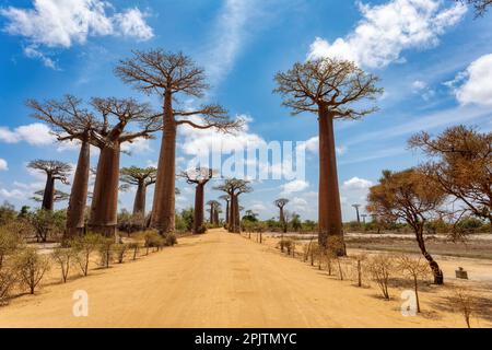 Emblématique allée Baobab à Morondava, pas de gens sur une avenue vide. Célèbres arbres majestueux endémiques contre le ciel bleu. Concept de voyage. Paysage de Madagascar Banque D'Images