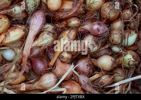 Oignons fraîchement moulus. Oignons frais sur le sol. Fond végétal. Oignons biologiques dans un champ de ferme. Récolte fraîche d'oignons Banque D'Images
