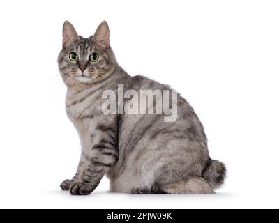 Tortie argentée pour adulte douce Kurilian Bobtail chat, assis sur les côtés. Regarder vers l'appareil photo avec les yeux verts. Isolé sur un fond blanc. Banque D'Images