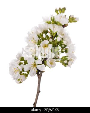 Branche de cerisier dans des fleurs isolées sur blanc Banque D'Images