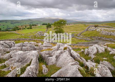 Frêne à Winskill près de Langcliffe, à Settle, dans le North Yorkshire, qui a depuis succombé au dépérissement des cendres. Ingleborough est au-delà. Banque D'Images
