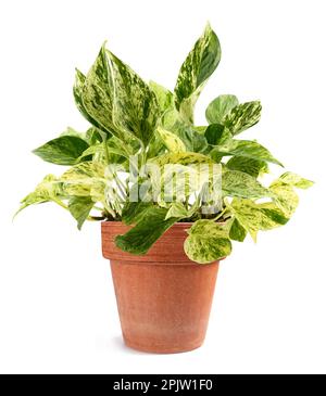 Pothos maison plante isolée sur fond blanc Banque D'Images