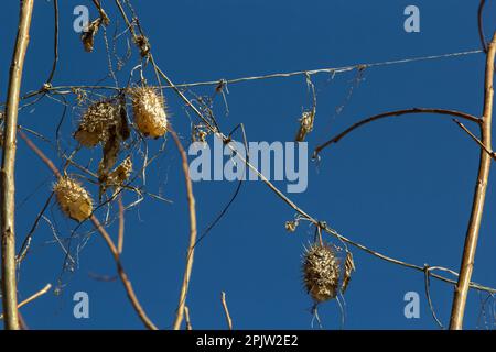 Lobe épineux sec Echinocystis lobata en hiver. Les fruits secs avec des graines pendant l'hiver accrochés sur les branches des buissons. Banque D'Images