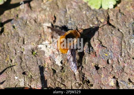 Alimentation des mouches des abeilles à bordure foncée (Bombylius Major), Sussex, Royaume-Uni Banque D'Images