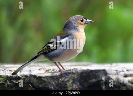 Gros plan sur le chaffinch de Madeiran - Fringilla coelebs maderensis - assis sur le sol avec un fond coloré sur l'île de Madère Banque D'Images