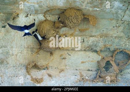 Oiseaux d'avion noirs et blancs à côté de nids sur le mur Banque D'Images