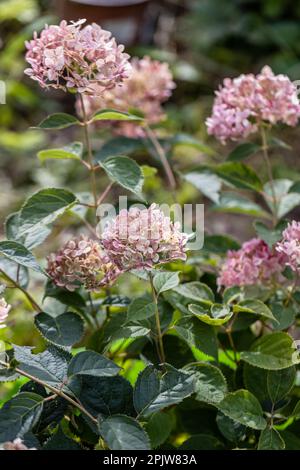 Hydrangea arborescens Incrediball Blush, Sweet Annabelle dans les fleurs de jardin Banque D'Images