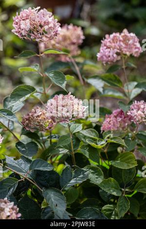 Hydrangea arborescens Incrediball Blush, Sweet Annabelle dans les fleurs de jardin Banque D'Images