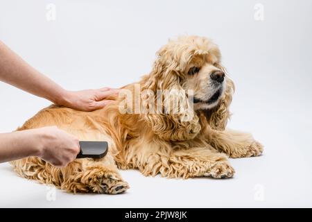 Groomer toilettant un Cocker américain couché devant un fond blanc. La main féminine sort la patte arrière d'un chien à l'aide d'un peigne. Banque D'Images