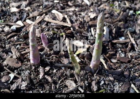 les asperges poussent au printemps, à norfolk, en angleterre Banque D'Images