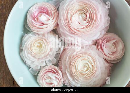 Gros plan de fleurs de Ranunculus rose Banque D'Images