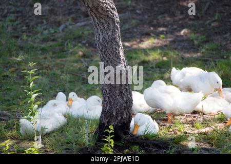 Nature sauvage et aquatique dans l'écosystème du delta du Danube : un troupeau de canards blancs sauvages se reposant à l'ombre d'un arbre sur l'une des rives d'un canal. Banque D'Images