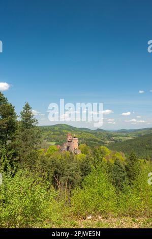 Château de Berwartstein dans le paysage du Parc naturel de la Forêt du Palatinat, Erlenbach, Palatinat, Rhénanie-Palatinat, Allemagne, Europe Banque D'Images