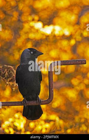 Choucas (Corvus monedula), sur la poignée de démarrage voiture Banque D'Images