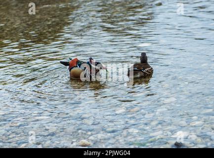 Le canard de Madarin se nourrissant dans un étang Banque D'Images