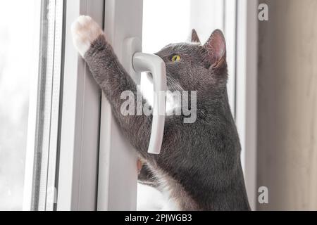 Deux chats regardent par la fenêtre les oiseaux. Les chats domestiques veulent attraper des oiseaux, attaquer, racler le verre. Joli petit garçon assis sur le rebord de la fenêtre. Félin Banque D'Images