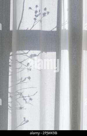 Le soleil du matin brille à travers des rideaux blancs transparents avec des ombres du cadre de la fenêtre et une branche avec des hanches roses. Banque D'Images