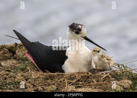 Éclos quelques heures plus tôt, l'oiseau (stilt à ailes noires, Himantopus himantopus) commencera bientôt à explorer la zone immédiate à la recherche de nourriture. Banque D'Images