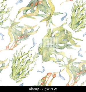 Motif sans couture de plantes marines colorées aquarelle illustration isolée sur blanc. Laminaria, varech, algue aux herbes dessinées à la main. Conception pour l'arrière-plan, t Banque D'Images