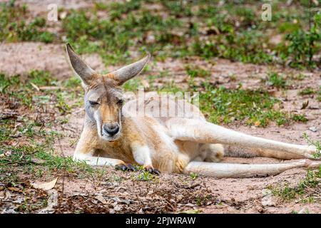 Kangourou rouge (Osphranter rufus) reposant dans le sable. Queensland Australie Banque D'Images