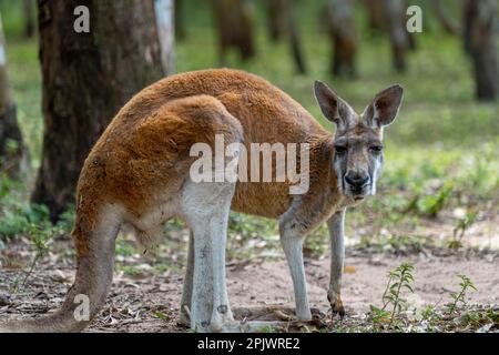 Kangourou rouge (Osphranter rufus) debout dans le Bush. Queensland Australie Banque D'Images