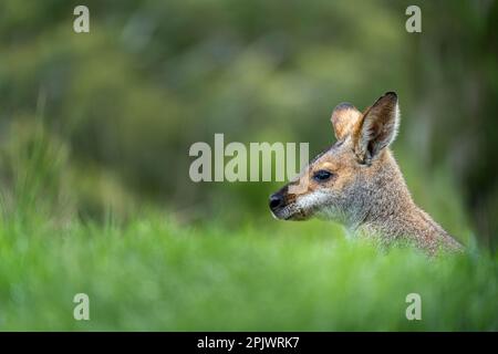 Tête de wallaby à col rouge visible uniquement au-dessus du premier plan Banque D'Images