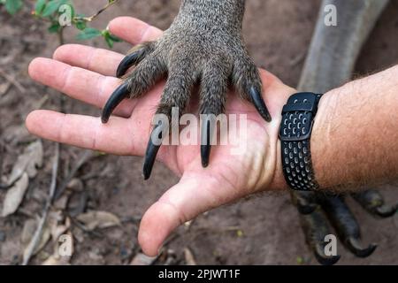 Patte avant de kangourou gris de l'est (Macropus giganteus) tenue dans la paume de l'homme pour comparaison de taille. Banque D'Images