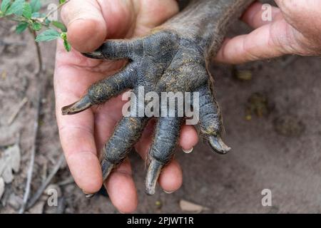 Patte avant de kangourou gris de l'est (Macropus giganteus) tenue dans la paume de l'homme pour comparaison de taille. Banque D'Images