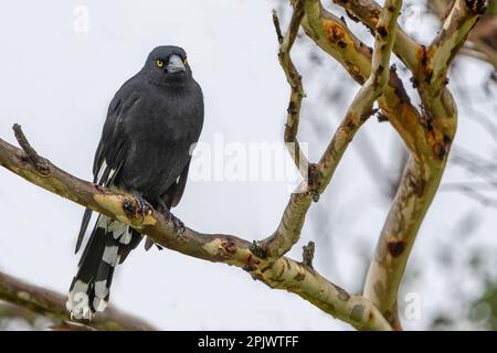 Pied currawong (streppera granculina) perché sur une branche d'eucalyptus. Bunya Mountains, Queensland Australie Banque D'Images