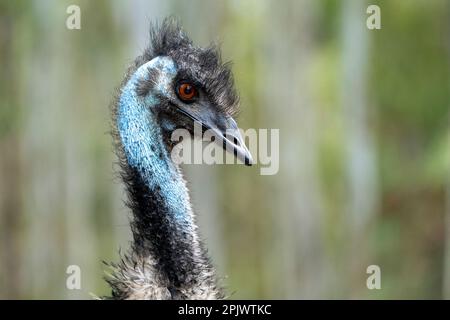 Portrait-tête de l'émeu (Dromaius novaehollandiae) Banque D'Images