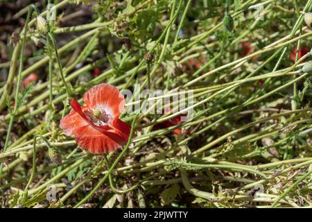 Grande fleur rouge vif et boîtes de graines de pavot dans le jardin botanique Banque D'Images