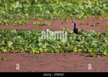 jacana ailé de bronze (métopidius indicus) dans un maréchal de l'ouest, en inde, dans un sanctuaire d'oiseaux purbasthali Banque D'Images