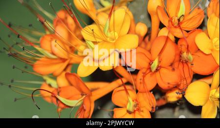 ashoka fleurit, saraca asoca ou ashoka est un arbre important dans la culture et la tradition indiennes. c'est un arbre médicinal Banque D'Images