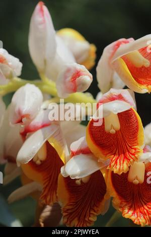 fleurs de cardamome (badi elaichi) fleuries au printemps, de belles fleurs exotiques ressemblent à une orchidée, cardamome traditionnellement utilisé comme plante médicinale Banque D'Images