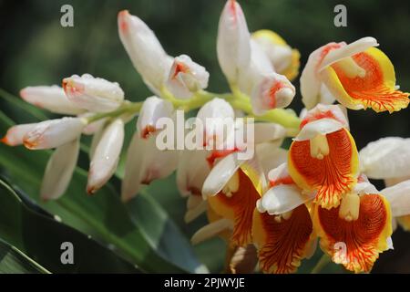 fleurs de cardamome (badi elaichi) fleuries au printemps, de belles fleurs exotiques ressemblent à une orchidée, cardamome traditionnellement utilisé comme plante médicinale Banque D'Images