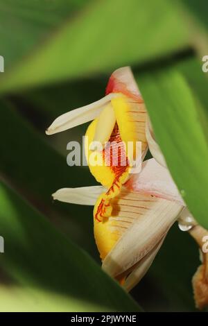 fleurs de cardamome (badi elaichi) fleuries au printemps, de belles fleurs exotiques ressemblent à une orchidée, cardamome traditionnellement utilisé comme plante médicinale Banque D'Images