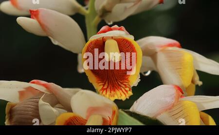 fleurs de cardamome (badi elaichi) fleuries au printemps, de belles fleurs exotiques ressemblent à une orchidée, cardamome traditionnellement utilisé comme plante médicinale Banque D'Images