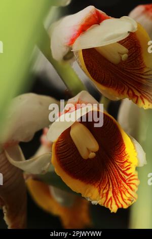 fleurs de cardamome (badi elaichi) fleuries au printemps, de belles fleurs exotiques ressemblent à une orchidée, cardamome traditionnellement utilisé comme plante médicinale Banque D'Images